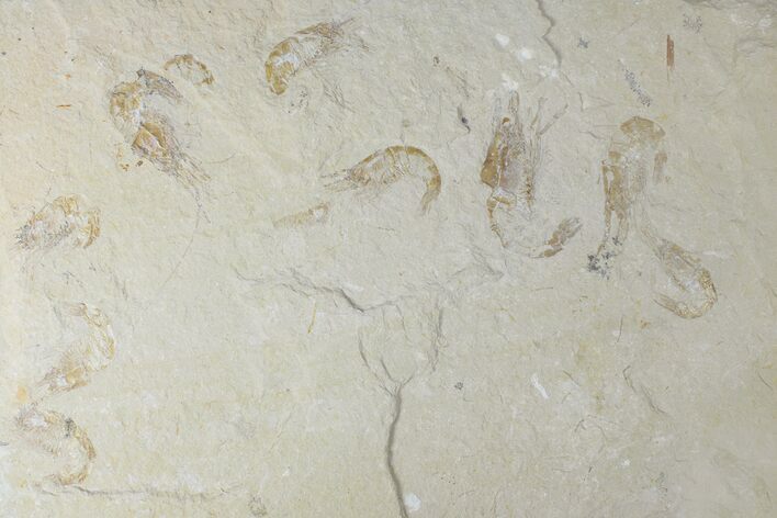Nine Cretaceous Fossil Shrimps - Hjoula, Lebanon #173150